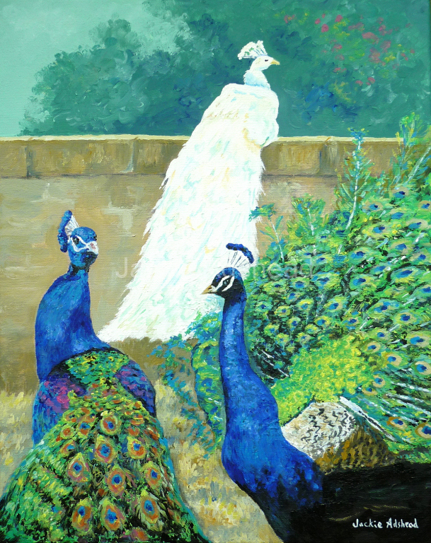 Pride of peacocks