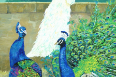Pride of peacocks
