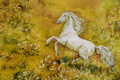 White-Horse