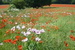 Kent-poppy-field