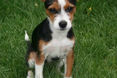 Millie-1